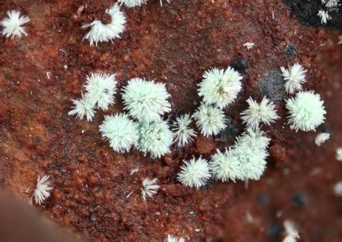 Cobaltolivenita
Cerro Minado, Cuesta Alta, Huercal Overa, Almería, Andalucía, España.
ancho de imagen 2 mm. (Autor: josminer)