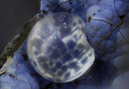 Ópalo.
Saint-Jean-le-Centenier, Villeneuve-de-Berg, Ardèche, Rhône-Alpes, Francia.
Campo de visión 1,6 mm. (Autor: Juan Miguel)