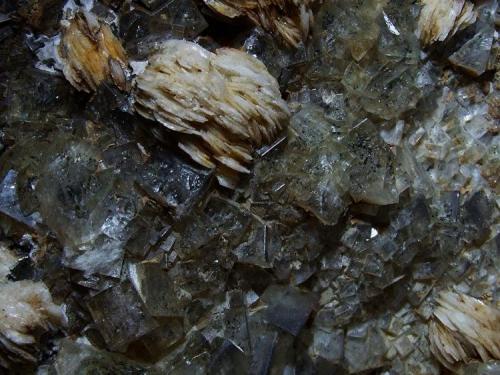 Fluorite, Baryte and Chalcopyrite.
Arkengarthdale, North Yorkshire, England, UK.
FOV 50 x 30 mm approx (Author: nurbo)
