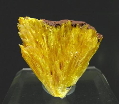 Legrandite on limonite matrix
Ojuela Mine, Mapimí, Municipio de Mapimí, Durango, Mexico
Specimen size: 3.1 × 3 × 1.6 cm.
Main crystal size: 2 × 0.2 cm.
Photo: Reference Specimens -> http://www.fabreminerals.com/specimens/SHQ-reference-fine-minerals.php#TM42J3 (Author: Jordi Fabre)