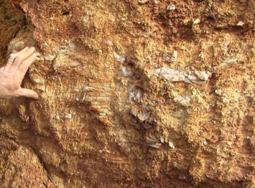 Here you can see the vertical fissure running perpendicular to the foliation.  The layers of segregation quartz are visible -possibly the source of the silica that re-crystallized inside the fissure.  Unless of course unless the fissures and the segregation were happening at the same time. (Author: Scott LaBorde)