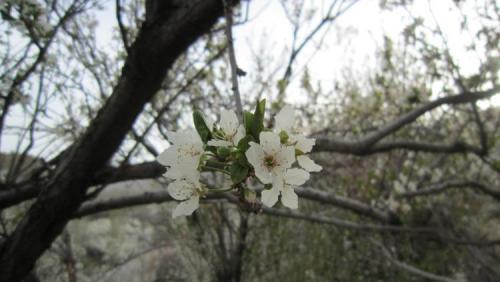 Beautiful nature (Author: h.abbasi)