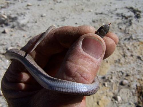 Catching snakes was a hobby of mine for years, and I caught the small snake to just make sure it is an egg eater and not a night adder.  The first is harmless, but the second poisonous. (Author: Pierre Joubert)
