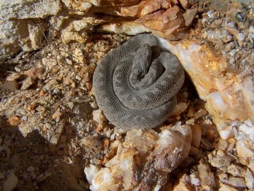 While banging on a rock to remove it, this small snake, an egg eater came out and I managed to get a nice photo of it. (Author: Pierre Joubert)