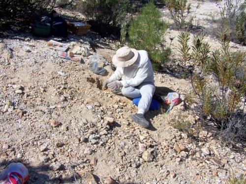 Quartz
Western Cape, Ceres
n/a
Riana found her own pocket of Quartz crystals and spent hours, carefully cleaning it out. (Author: Pierre Joubert)