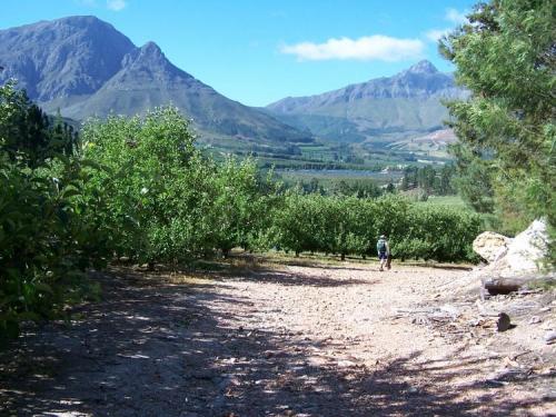 Apple farm, Villiersdorp (Author: Pierre Joubert)