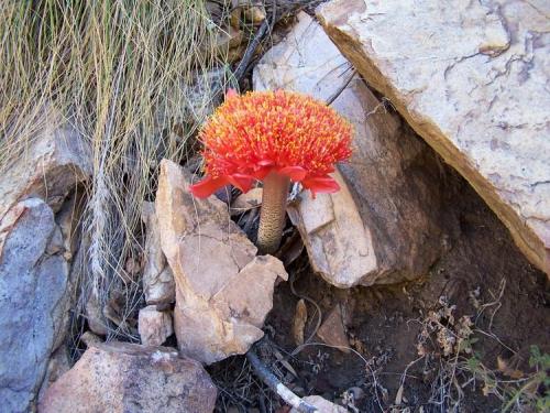 While looking for mineral specimens, flowers are always appreciated.  Robertson, WC. (Author: Pierre Joubert)