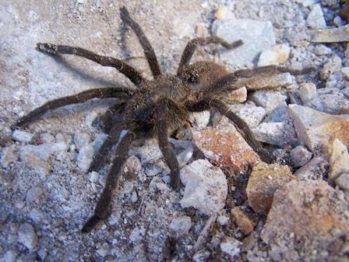 Spiders and scorpions are often encountered.  Here is a Baboon spider, or Tarantula.  Robertson, WC. (Author: Pierre Joubert)