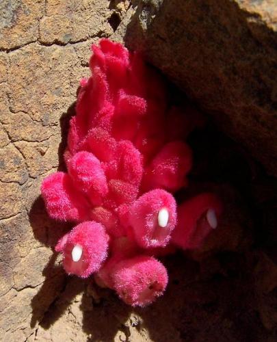 The same amazing plant.  I have only seen this plant (flower) in this area (Ceres) (Author: Pierre Joubert)