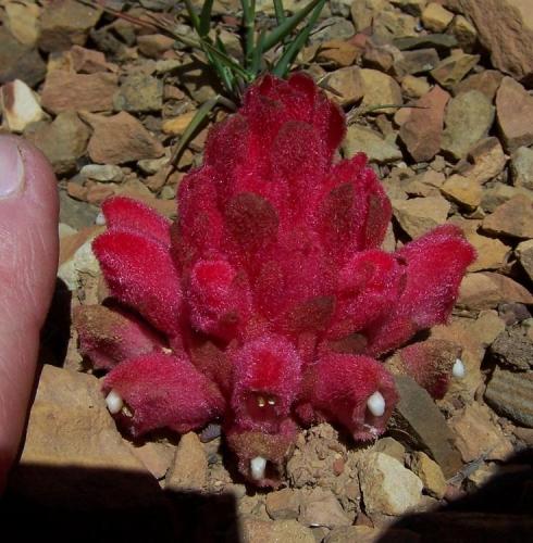 Amazing plant, reminds me of rhodochrosite (Author: Pierre Joubert)