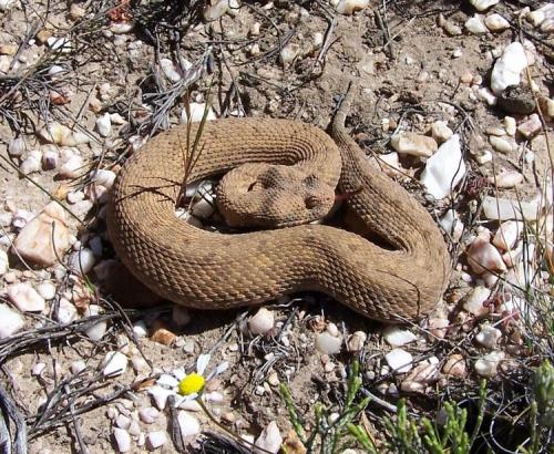 The same snake, close up. (Author: Pierre Joubert)