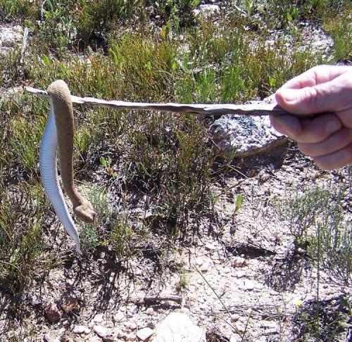 A horned adder; found while looking for crystals; caught, photographed and released. (Author: Pierre Joubert)