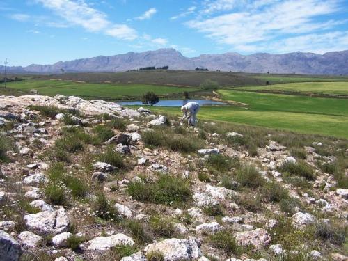 A view from one of the many properties where we collect.  Notice the quartz outcrop. (Author: Pierre Joubert)