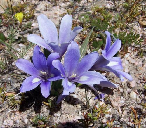 I know this is a mineral forum, but flowers are so much part of our crystal outings.  The Western Cape has, by far, the most species of wild flowers in the world. (Author: Pierre Joubert)