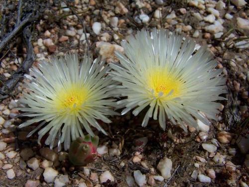 Beautiful flowers are found while looking for crystals.  This type of succulent is rare from the Ceres area. (Author: Pierre Joubert)