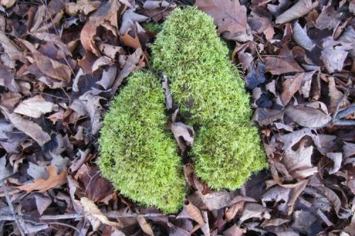 The moss was fat and happy on this December day, with late afternoon sun, waiting on the first snow. (Author: vic rzonca)