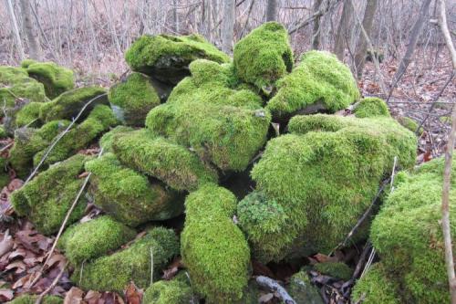 Part of a old stone wall at the site. Moss seems to love the dolostone. (Author: vic rzonca)