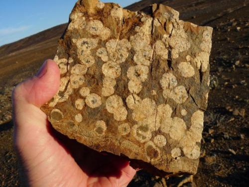 Some strange mineral (or is it perhaps fungi?) on shale rock. (Author: Pierre Joubert)