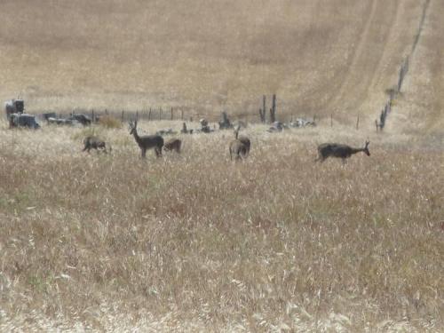 Closer to home, I slept for one night in the field on a farm and woke up with these antelope grazing about 200 m away. (Author: Pierre Joubert)