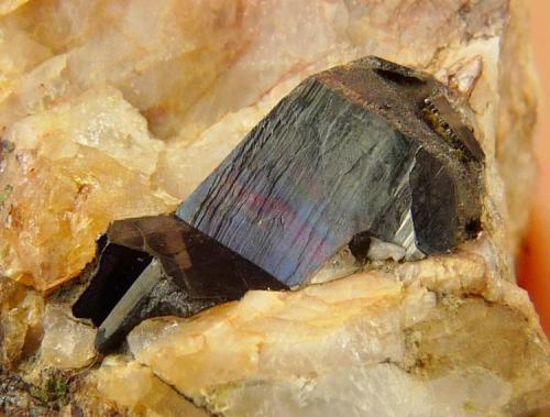 Hematite, manganese mineral???
Western Cape, South Africa
crystal size: 13 x 11 mm
I was very excited when I found this crystal on rock matrix, but the fascets appear to have been made by quartz crystals. (Author: Pierre Joubert)