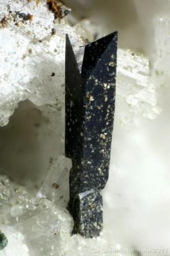 Anatase "rare twinning"
Hopffeldboden, Sbg, Austria
1.57 mm
Photo Matteo Chinellato
Collection Domenico Preite (Author: domenico)