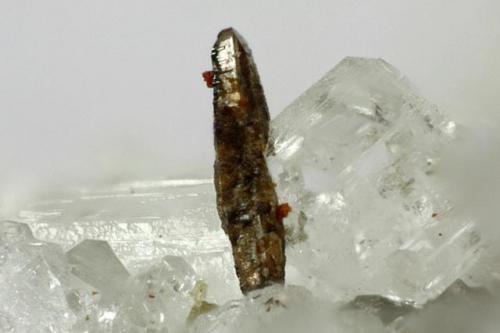 Fergusonite-(Y)
Hopffeldboden, Sbg, Austria
0,94 mm
Photo Matteo Chinellato
Collection Domenico Preite (Author: domenico)