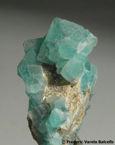 Fluorita
Pedrera Berta, Turó de Can Domènech, Serra de Roques Blanques, El Papiol / Sant Cugat, Vallès Occidental / Baix Llobregat, Barcelona, Catalunya, España
4,3 x 2,5 x 2 cm (Autor: Frederic Varela)