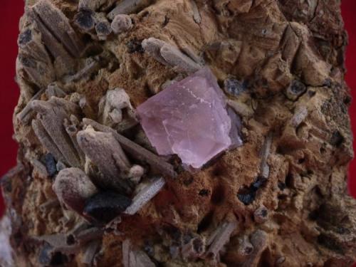Fluorite, Genthelvite
Huanggang Mine, Keshiketeng Co, Chifeng Prefecture, Inner Mongolia, Autonomous Region, China
18 x 13.2 x 10.3 cm
Close-up (Author: Don Lum)
