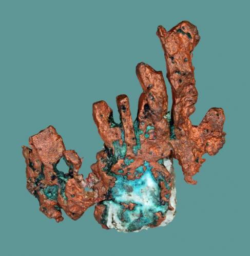 Copper
Chimney Rock Quarry, Bridgewater, Somerset County, New Jersey, USA
5 x 5 cm
Crystallized copper with chrysocolla (Author: Frank Imbriacco)