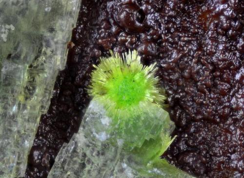 Arturita.
María Josefa Mine, Rodalquilar, Níjar, Almería, Andalucía, España.
Campo de visión 1,6 mm.
Arturita sobre farmacosiderita. (Autor: Juan Miguel)