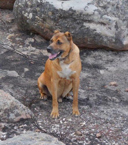 One of our 2 RPS’s (royal pavement specials), Yogi (reminding one of Yogi bear, with his short ear stubs), who was rescued about ten years ago, from a squatter camp after both his ears had been cut off.  He is a very happy dog and just as addicted to the mountains, just like us. (Author: Pierre Joubert)