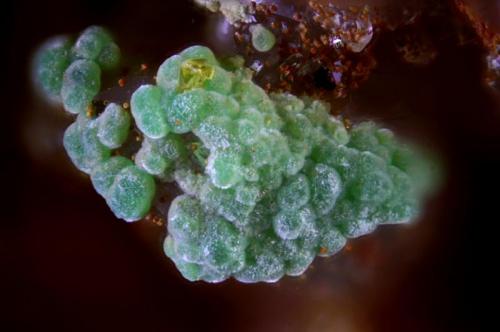 Arsenogoyazita, conicalcita y siderita.
Mina del paraje "Las Cocotas", Tíjola, Almería, Andalucía, España.
Enfoque 1 mm. (Autor: Antonio Carmona)