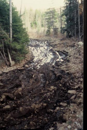 Silver Crater entrance road in April (Author: John Medici)