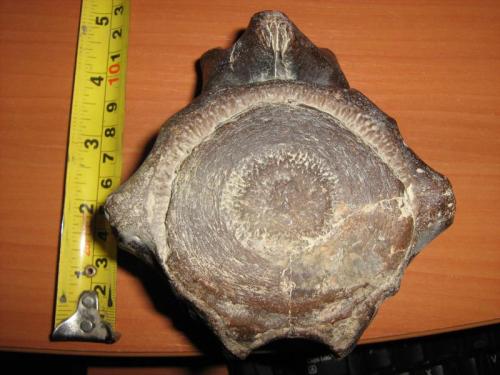 Limonitized whale vertebra
Baia de Fier, Romania
130x130x90 mm, 1139 g , Miocene, (Author: mihailovici79)