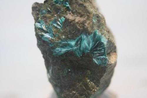 Tirolita<br />Delfina Mine, Hoyos de Alda, Ortiguero, Prado, Cabrales, Comarca Oriente, Principality of Asturias (Asturias), Spain<br />5 x 4 cm.<br /> (Autor: minero1968)