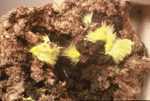 Uranophane
Faraday Uranium mine, Bancroft, Ontario, Canada
Field of view 6 cm across (Author: John Medici)