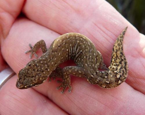 A small gecko found while looking for quartz. (Author: Pierre Joubert)