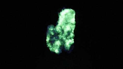 Calcita, Estroncianita - Fluorescente
Montevives, Alhendín, Granada, España.
6 x 5 x 4 cm
Luz UV onda corta. (Autor: Daniel C.M.)