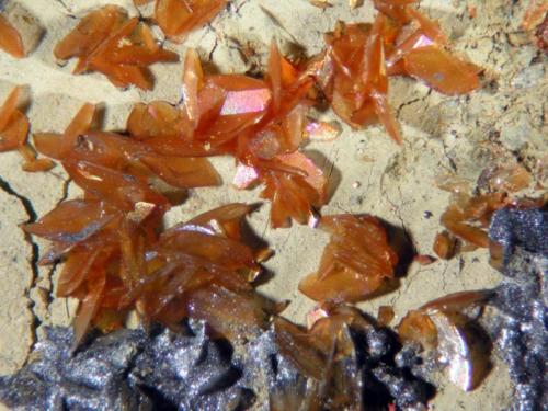 Siderite
Las Cruces mine, Gerena, Seville, Andalusia, Spain
FOV 5 mm
Siderite crystals and a curious biogenic galena developed in a fossil shell in the Las Cruces gossan. (Author: Cesar M. Salvan)