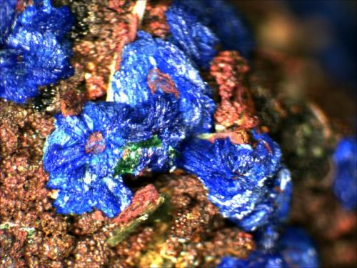 Azurite and Malachite on Limonite covered Quartz.
M’Cissi, Er Rachidia, Morocco
2mm x 2mm (Author: Mark Ost)