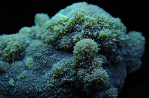 Calcita - Fluorescente
Viver, Castellón, Comunidad Valenciana, España
132 x 82 x 53 mm
Detalle de la pieza anterior. (Autor: Juan María Pérez)