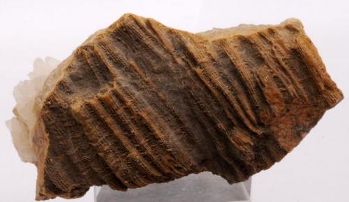 Aragonito ( en la cavidad de un fósil )  Reverso -
Torallola - Conca de Dalt - Pallars Jussà - Lleida - Catalunya - España - 
11,9  x 7,0 x 6,7 cm (Autor: Martí Rafel)