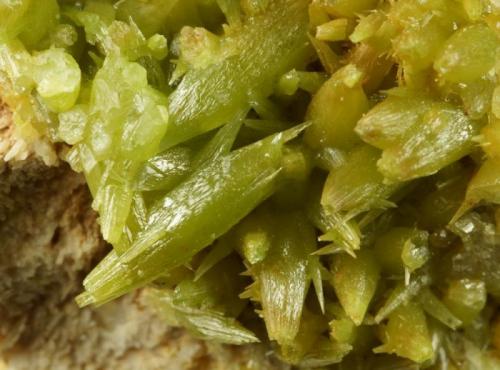 Pyromorphite.
Mexico Mine, Roughton Gill, Caldbeck Fells, Cumbria, UK.
Crystals to 11 mm on 4 cm matrix. (Author: Ru Smith)