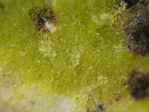 Mottramita<br />(La Cabrera pluton), La Cabrera, Comarca Sierra Norte, Community of Madrid, Spain<br />Costra cristalina de aprox. 1 cm de diámetro.<br /> (Autor: Cesar M. Salvan)