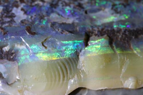 Opal
Queensland, Australia
15 x 6.3 x 5 cm (Author: Don Lum)