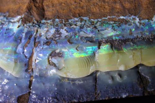 Opal
Queensland, Australia
15 x 6.3 x 5 cm
Cutting boulder opal can be really messy with the ironstone turning to mud under the grinding wheels. (Author: Don Lum)