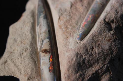 Opal var Shell Opal
Australia
11 x 7.5 cm
Belemnite (Author: Don Lum)