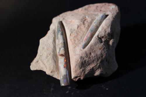 Opal var Shell Opal
Australia
11 x 7.5 cm
Belemnite (Author: Don Lum)
