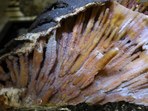 Quartz (variety Agate)
Withlacoochee River, Georgia, USA
29.2 x  17.8 cm
Withlacoochee Agatized Coral (Author: Don Lum)