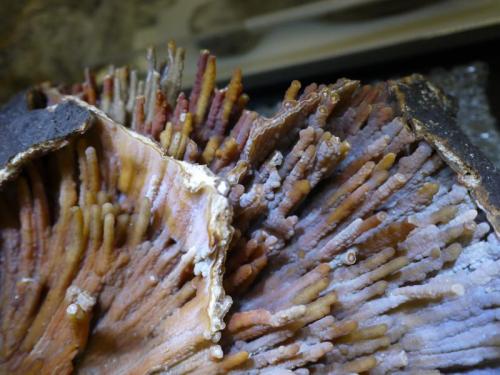 Quartz (variety Agate)
Withlacoochee River, Georgia, USA
29.2 x  17.8 cm
Withlacoochee Agatized Coral (Author: Don Lum)